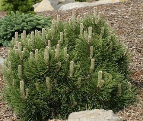 Young Austrian Pine Tree Austrian Pine Tree in a mountain setting