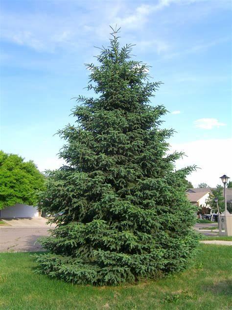 Black Hills Spruce Tree Mature Black Hills Spruce Tree