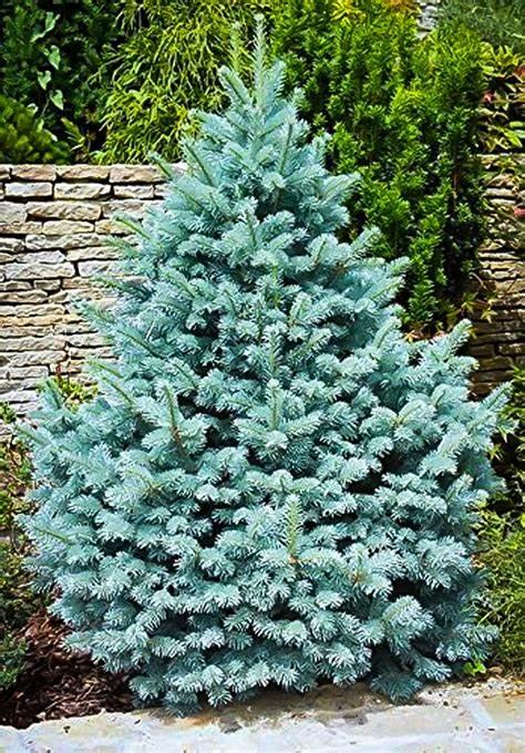 Colorado Blue Spruce Colorado Blue Spruce
