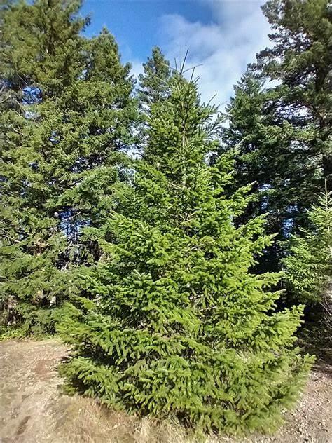 Douglas Fir Tree Douglas Fir tree on a mountainside