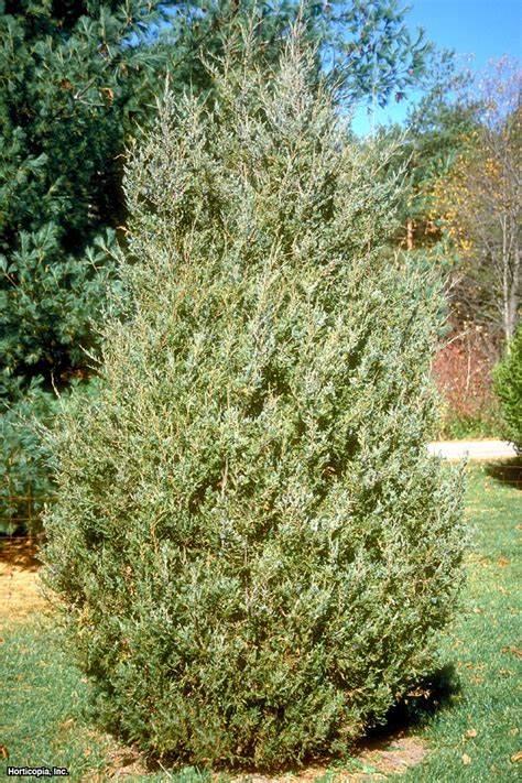 Eastern Redcedar Tree Eastern Redcedar Tree