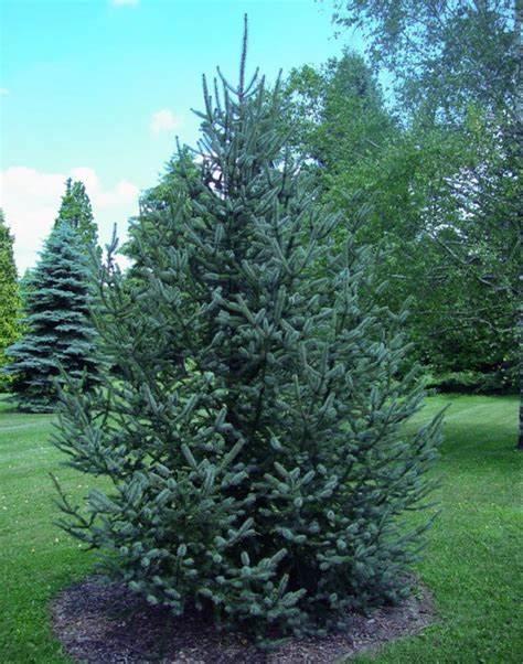 Meyer Spruce Young evergreen tree with long upward facing branches