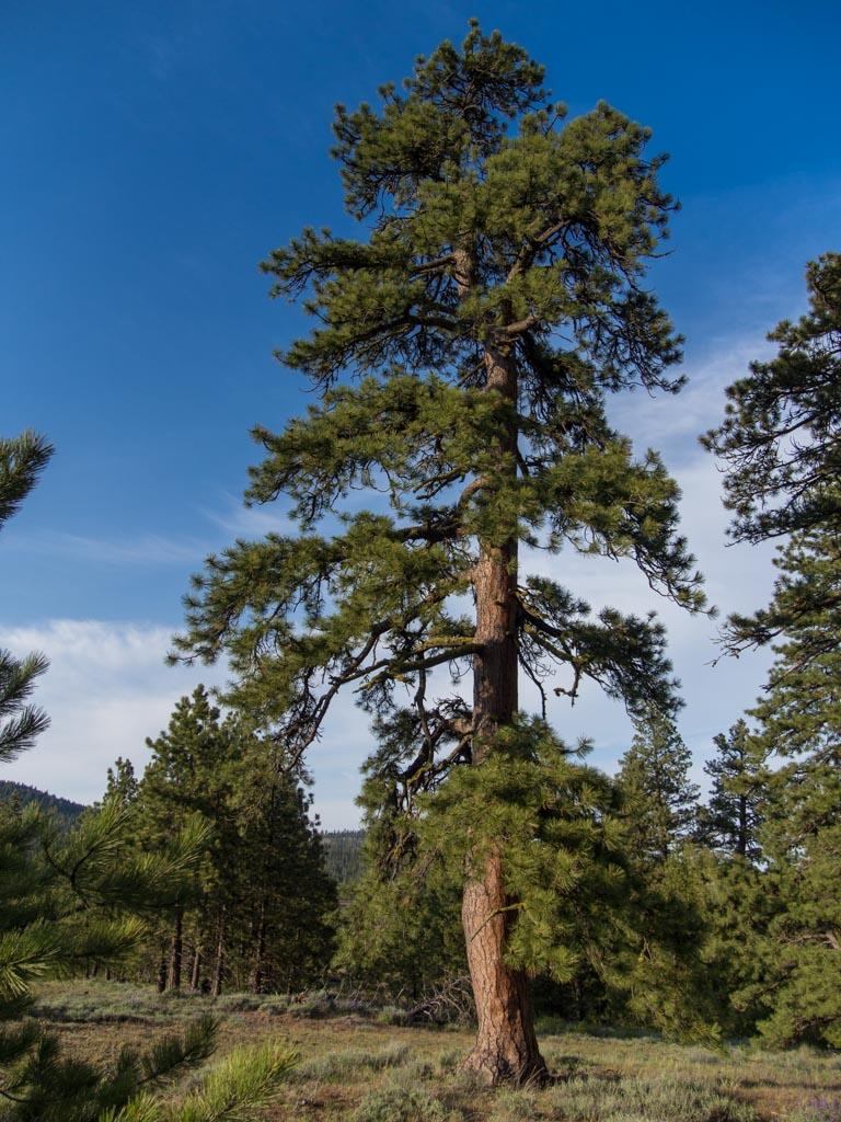 Ponderosa Pine Tree Tall evergreen tree with long sparce branches