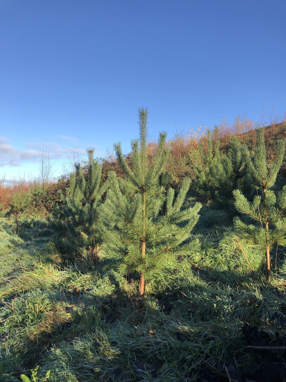 Scotch Pine trees Rows of immature pine trees in a field