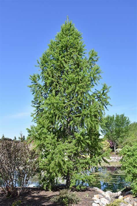 Siberian Larch tree Tall spiney green pine tree