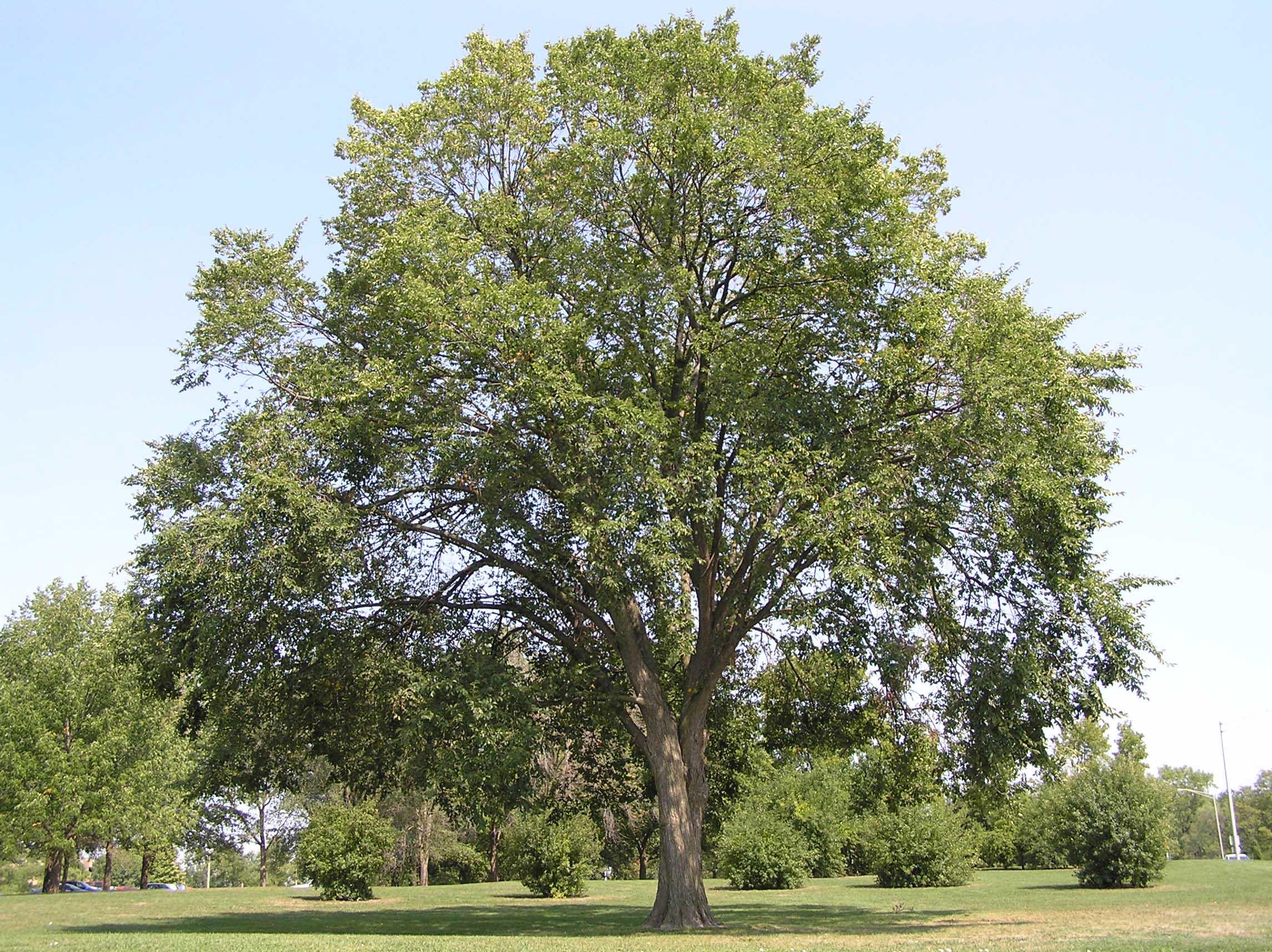 American Elm Tree