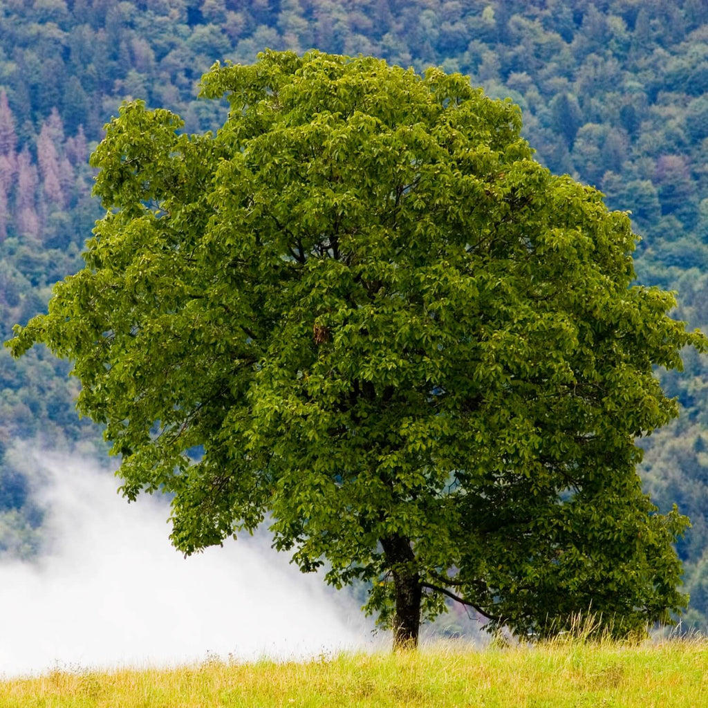 Mature Black Walnut tree on the mountainside