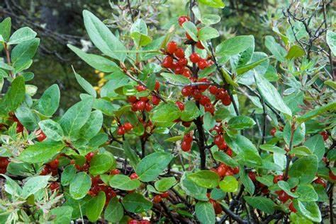 Buffaloberry Bush and Red Berries