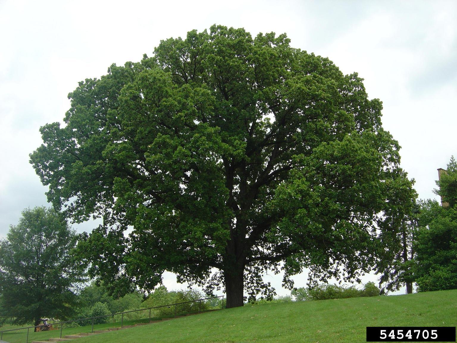 Mature Bur Oak Tree on a hillside