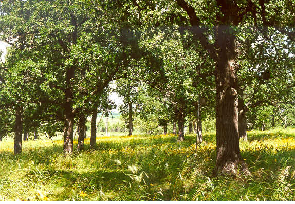 Stand of Bur Gamble Oak trees