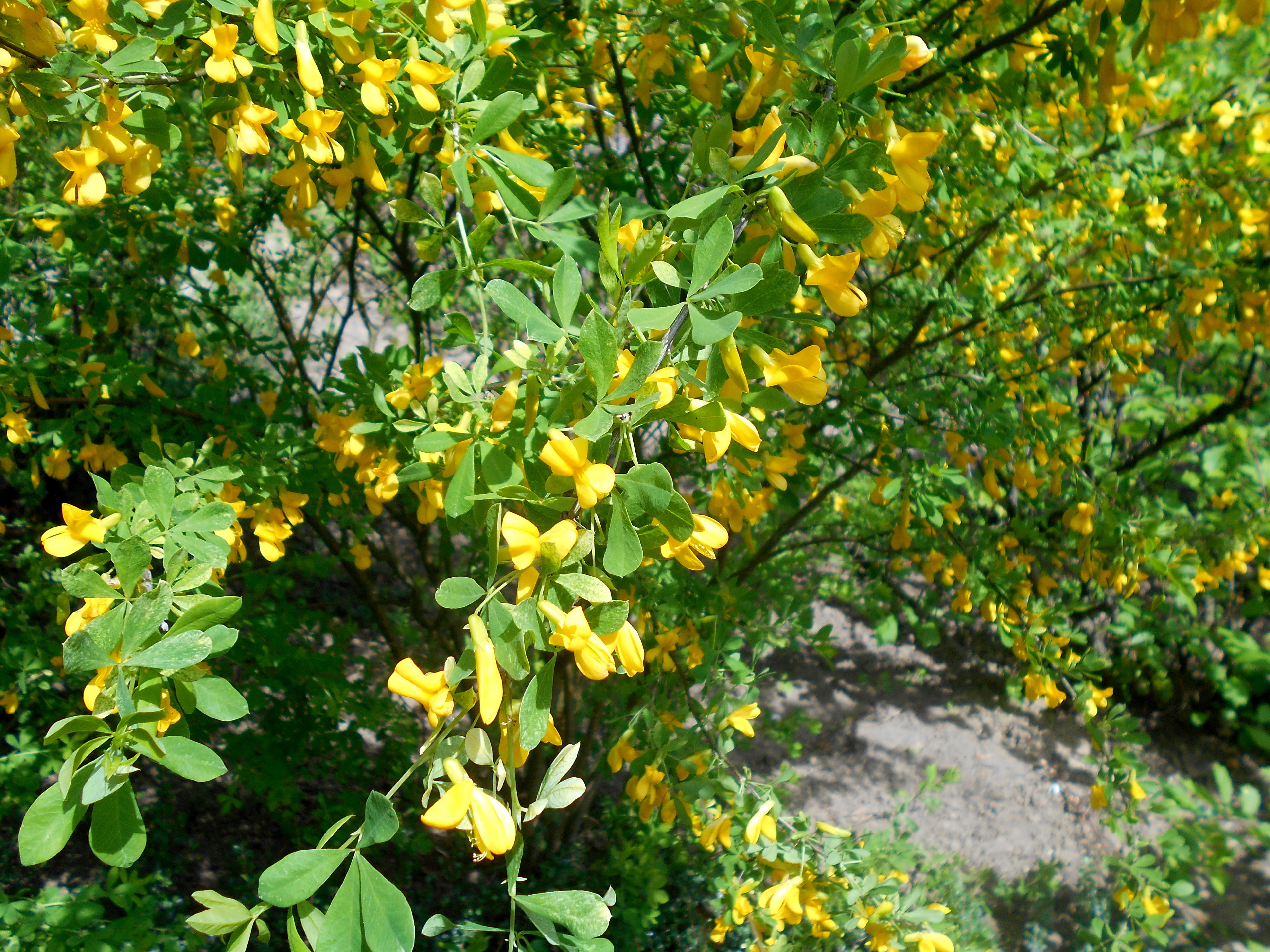 Caragana Bush with yellow flowers