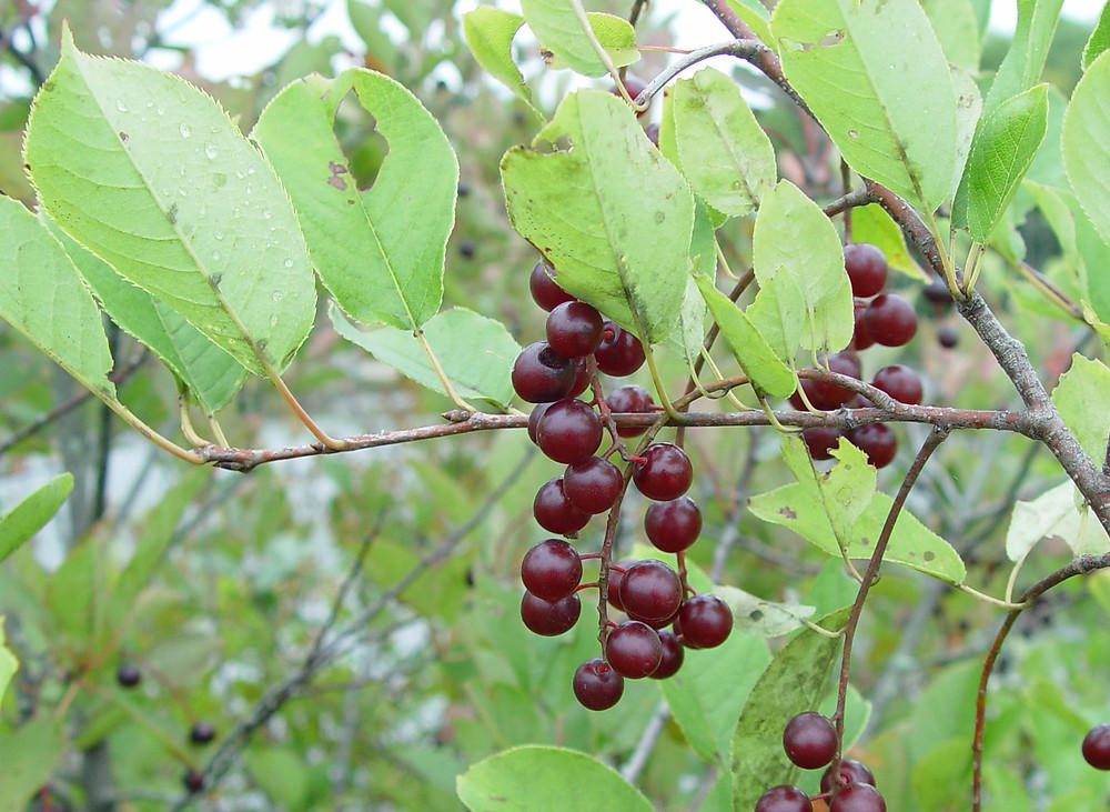 Deep burgundy chokecherry berries on a branch