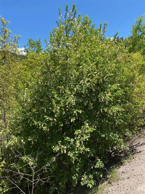 Chokecherry Bush