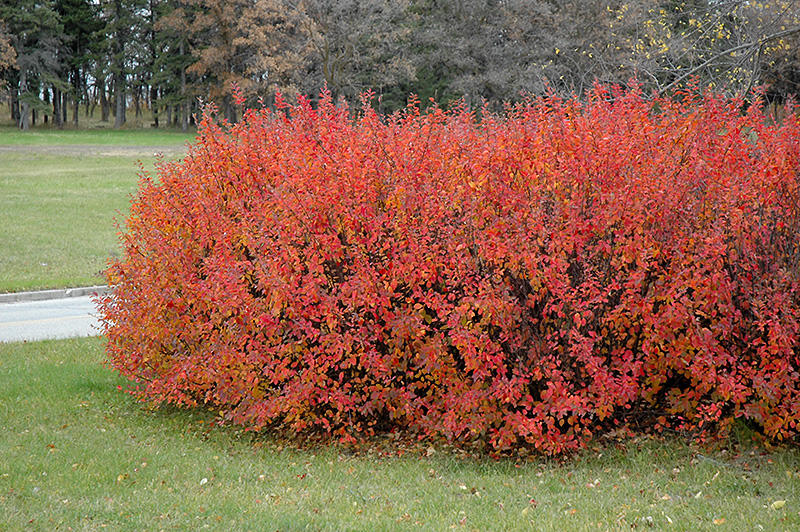Cotoneaster Fall Foliage