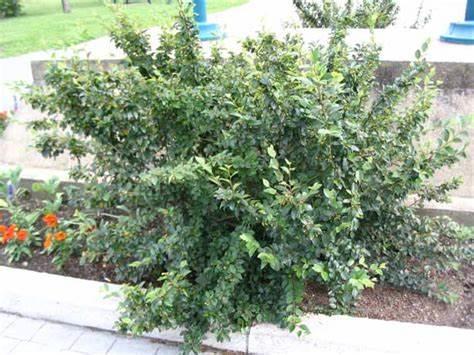 Cotoneaster Shrub summer foliage