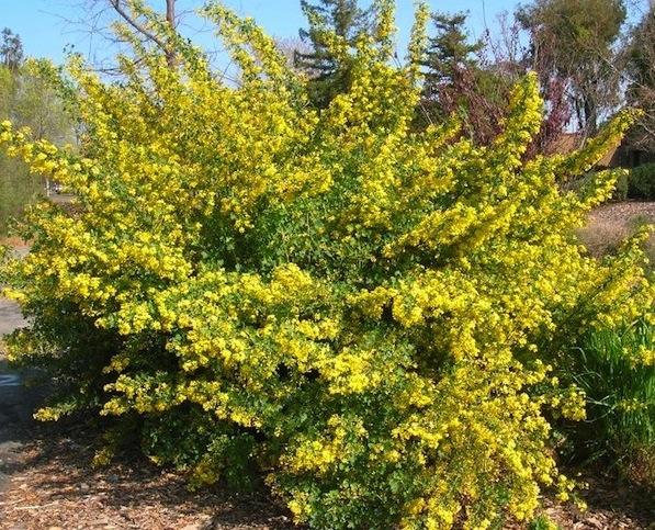 Golden Current bush with yellow berries