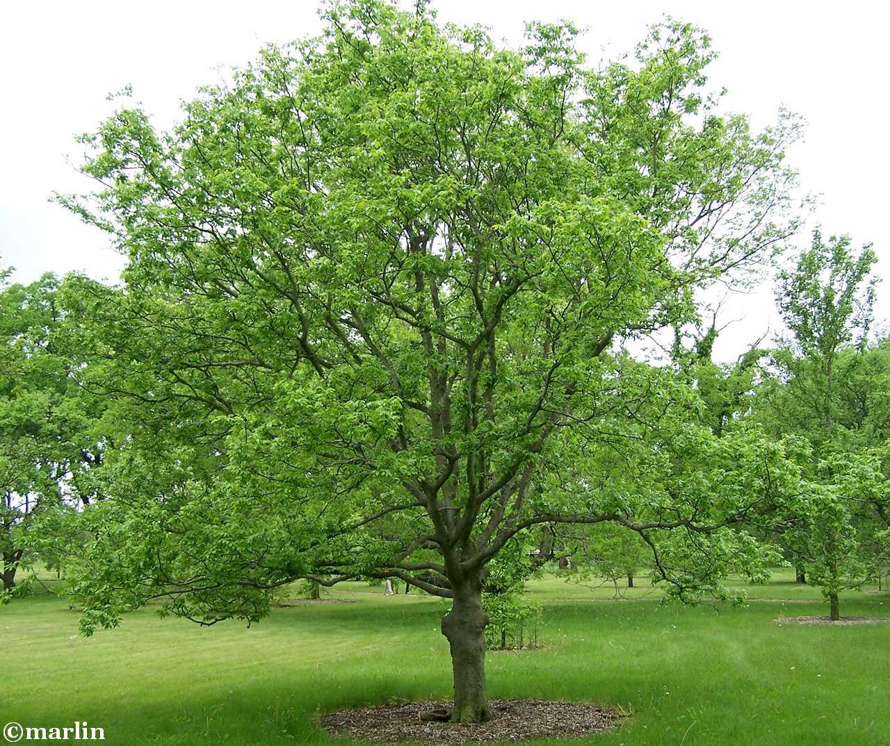 Mature Hackberry Tree in a field