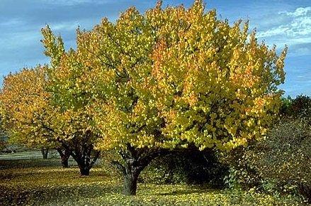 Mature Hardy Apricot trees