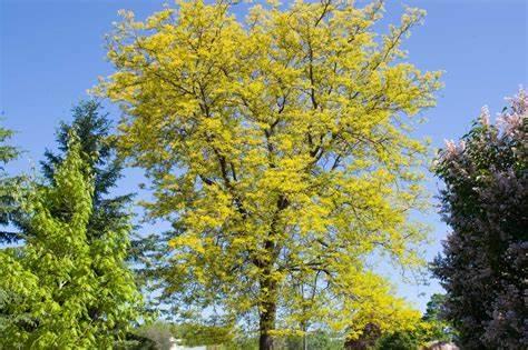 Mature Honeylocust