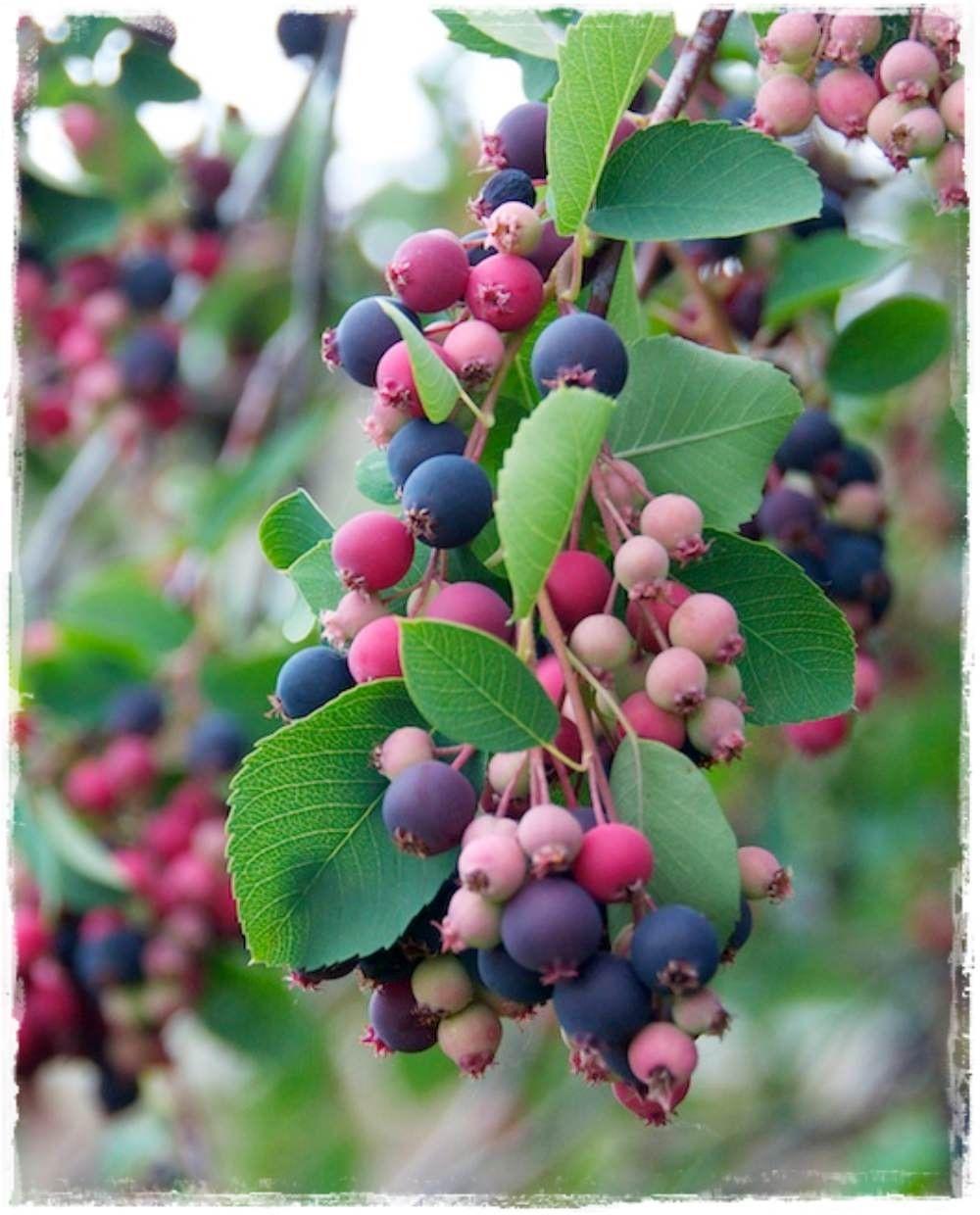 Juneberries or serviceberries on the bush