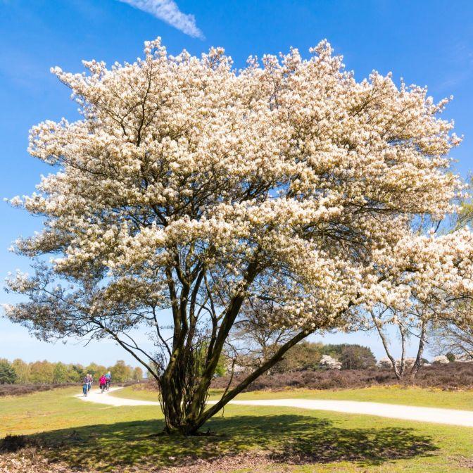 Juneberry or Serviceberry tree in bloom