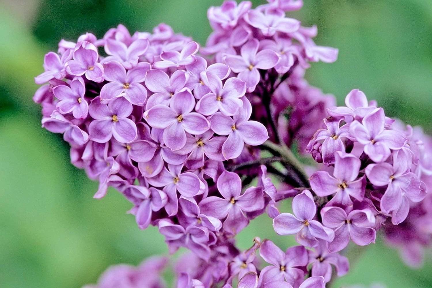 Purple lilac flowers