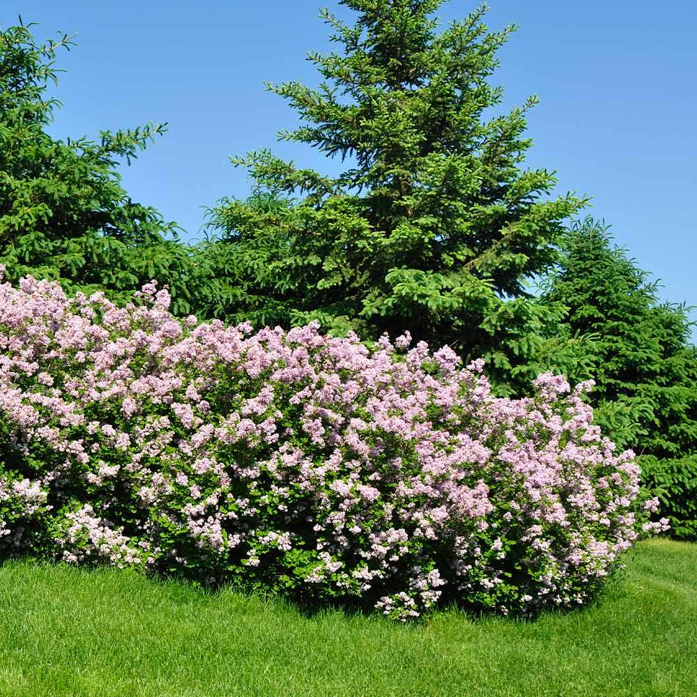 Light purples flowers on a Lilac hedge
