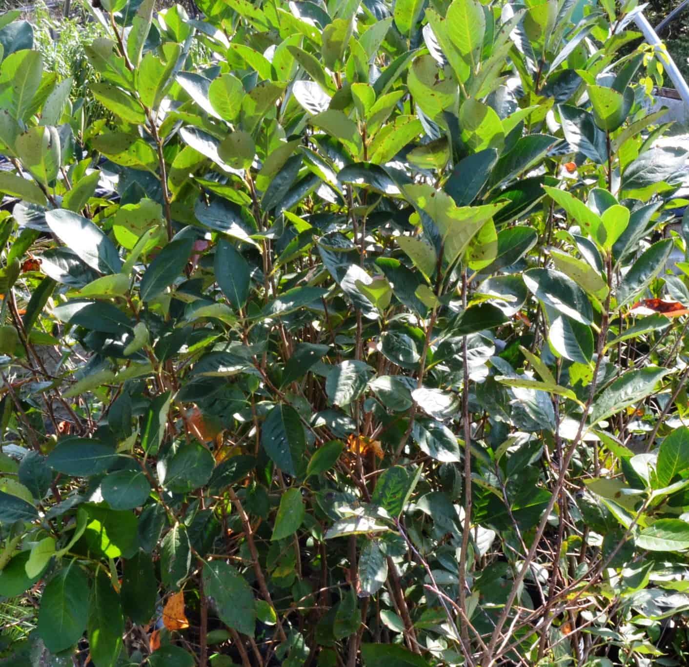 Dark green bush with deep purple berries