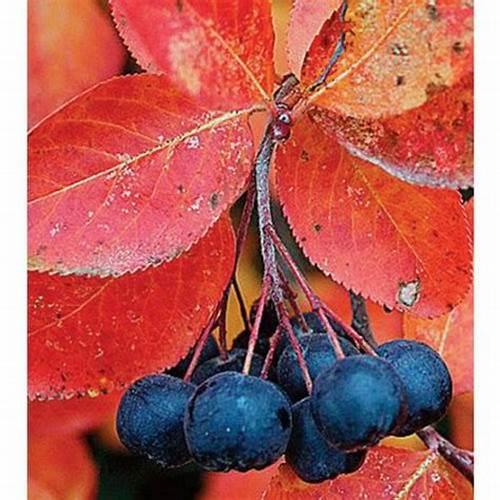 Red leaves with blue colored berries