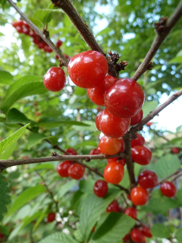 Reddish orange berries on a thin branch