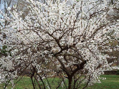 Willowy tree blooming with white blossoms