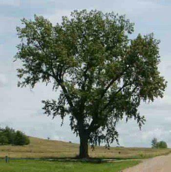 Mature Cottonwood tree along a riverbank