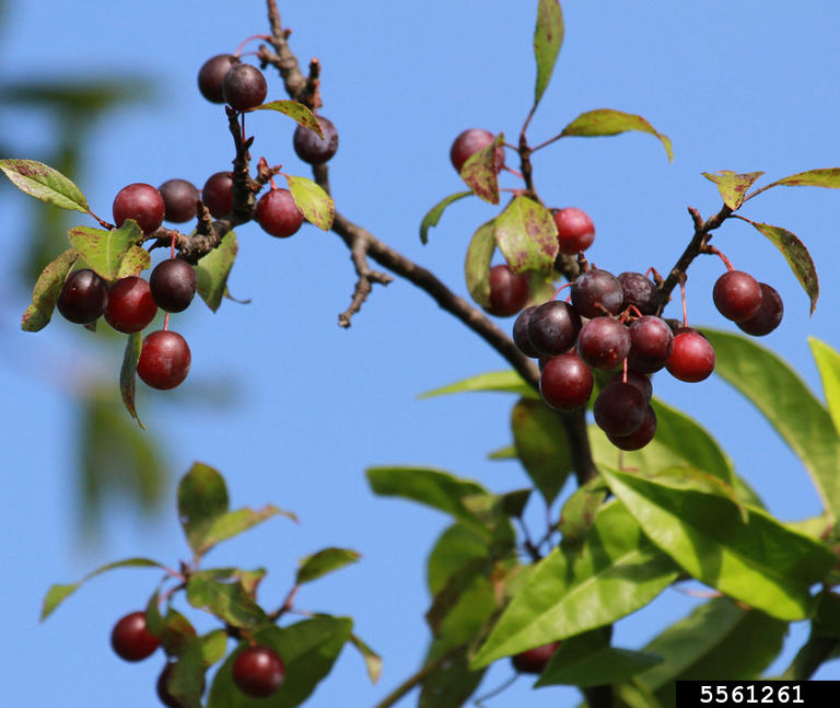 Deep plum and burgundy colored wild plums on a branch with leaves