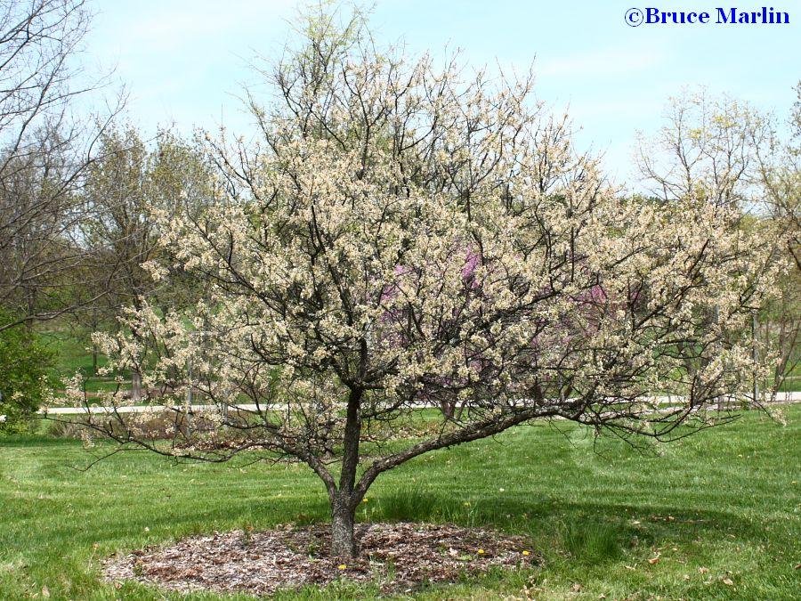 Medium tree with white blossoms