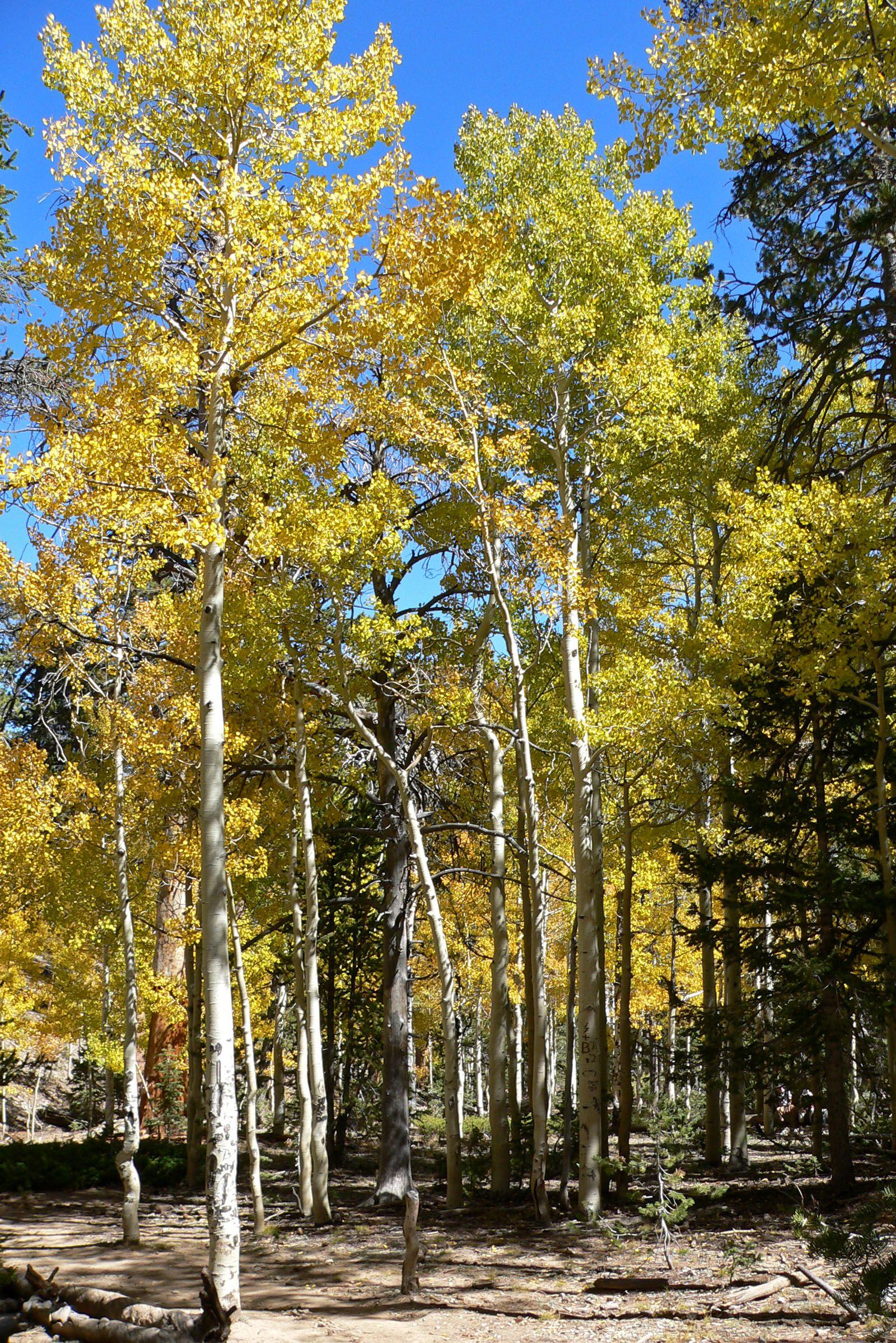 Grove of Aspen with white bark and golden leaves