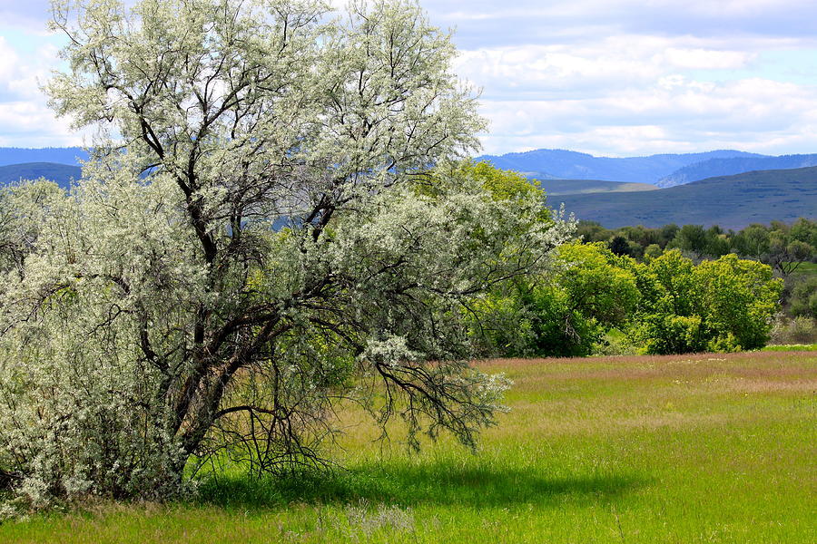 Mature light green tree in a field