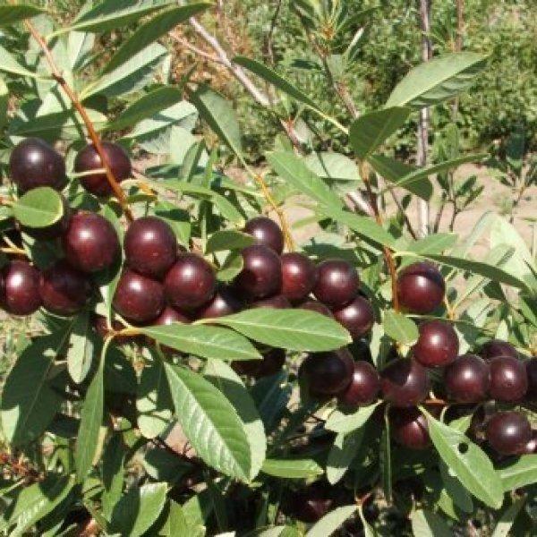 Maroon Berries on leafy branches