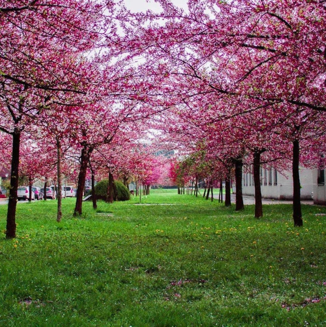 Two rows of Pink blossoming trees