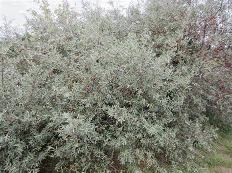 Silvery spikey bush
