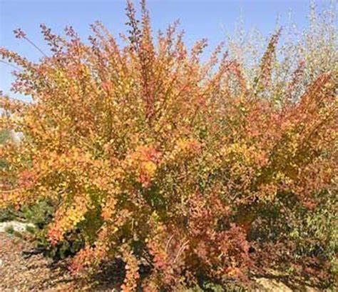 Orange and reddish bush with long spiky branches