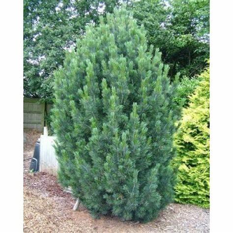 Swiss Stone Pine Green coniferous tree with upright branches and long pine needles in a backyard setting